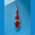 KOHAKU original 32 cm