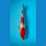KANOKO KOHAKU 32 cm