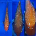 Red Karasi Golden Corn Ginrin