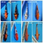 MIX 8EKOR 25-34CM