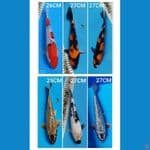 MIX 25-27CM