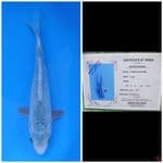 Yamaju Asagi