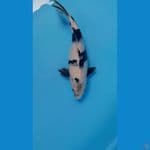 SHIRO UTSURI 34cm/fm⁶