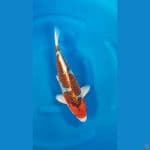 GHOSIKI INAZUMA 40cm/f⁶
