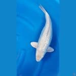 Soragoi Ginrin Jumbo 45cm/f⁶