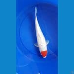 Tancho Ghosiki 32cm/f⁶