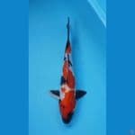 SHOWA 28 CM