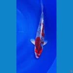Ghosiki Red Strong 43cm/f⁶