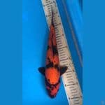 hi utsuri 37cm