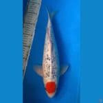 tc goshiki 40bu