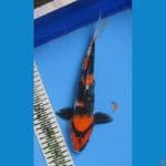 SHOWA 29CM