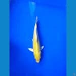 yamabuki 26