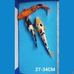 MIX 27-34CM