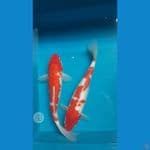 Ginrin 30-31 cm 2 ekor