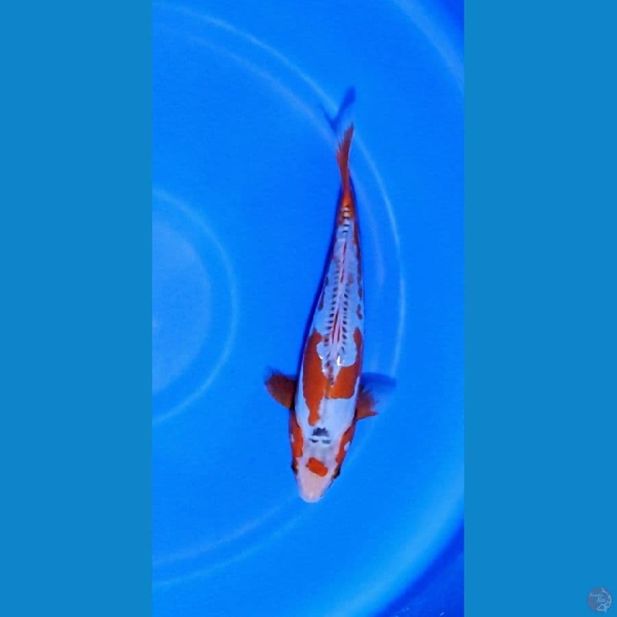 limited edision kosui 27cm