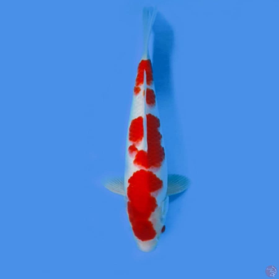 kohaku 31cm