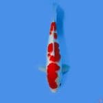 kohaku 31cm