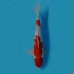 kohaku 32cm