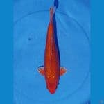 Orenji Ginrin 37cm male