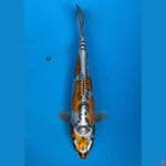 kawarimono 33cm