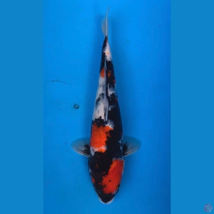 showa 38cm