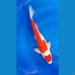 SHUKUFUKU 1 - Ori Maruten Kohaku 40cm/m⁶
