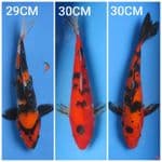 SHOWA, SANKE, AKA BEKKO 29-30CM