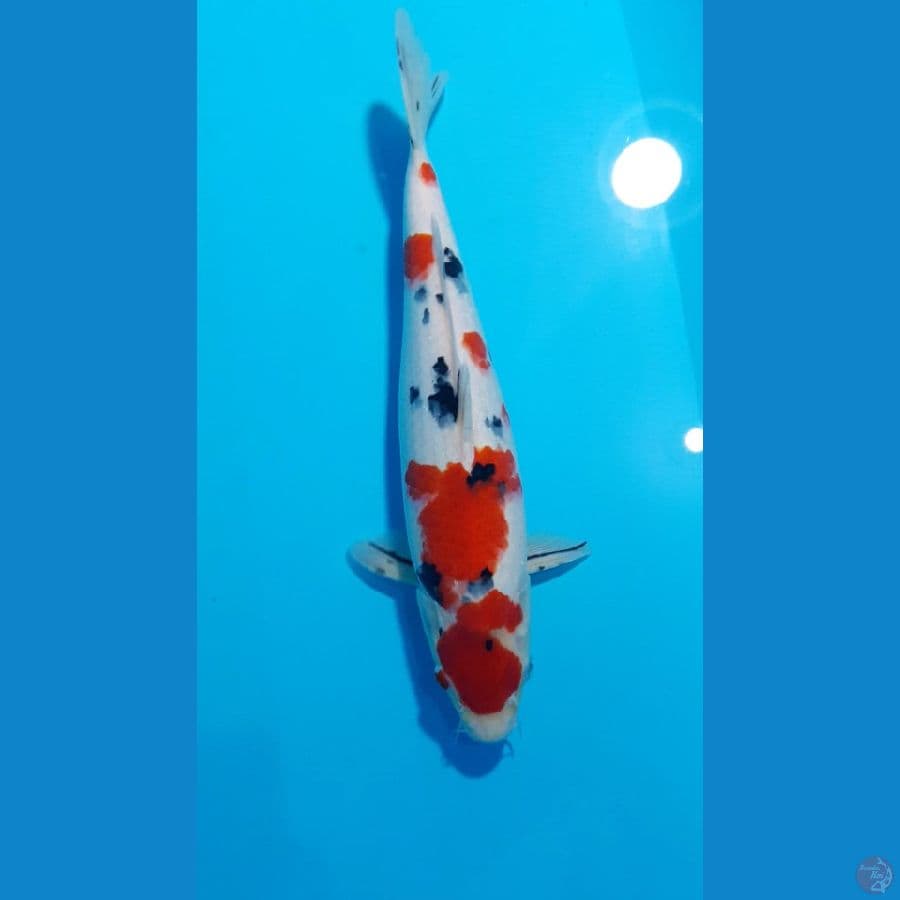 sanke 34cm