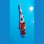 sanke 34cm