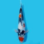 showa 31cm