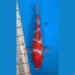 sanke tategoi 34cm