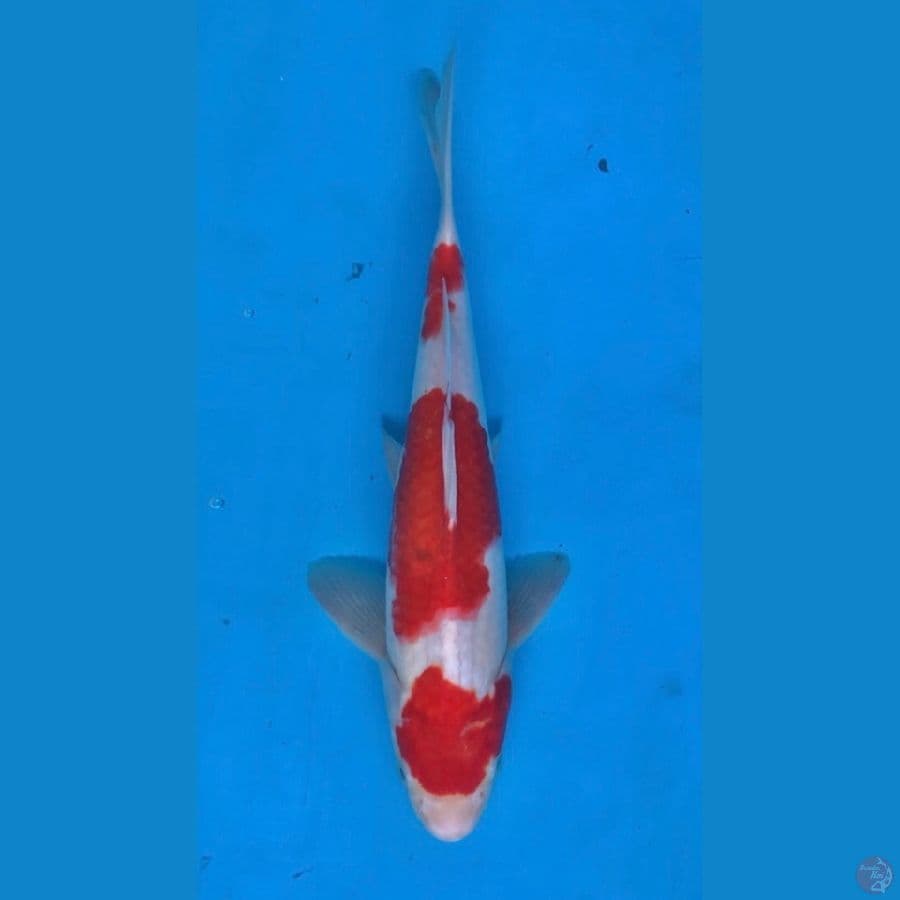 kohaku 30bu
