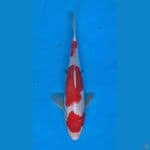 kohaku 30bu