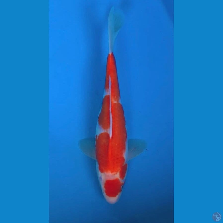 kohaku 32cm