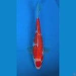 kohaku 32cm