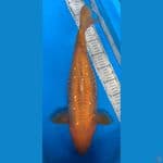 chagoi aragoke super bulky 45bu