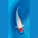 SHUKUFUKU 1 - Tancho Ghosiki 35cm/f⁶