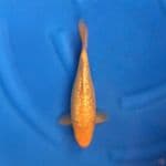 karasi ginrin bulky 30bu