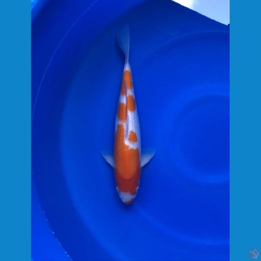 Kohaku 32cm