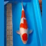 kohaku 46cm male