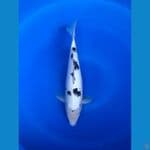 Bekko SPC 35cm Male