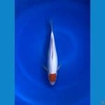 Tc Kohaku Original 32cm
