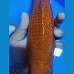CHAGOI MERAH JANTAN 30CM