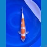 Kohaku 3 Step Original 100%