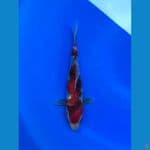 Showa Shansoku 24cm
