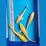 YAMABUKI 27-32CM