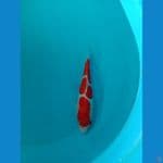kohaku doitsu murni