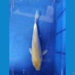 karashi lemon 30