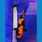 hi showa female