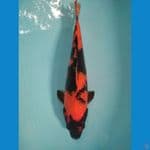 Oren 37 cm F